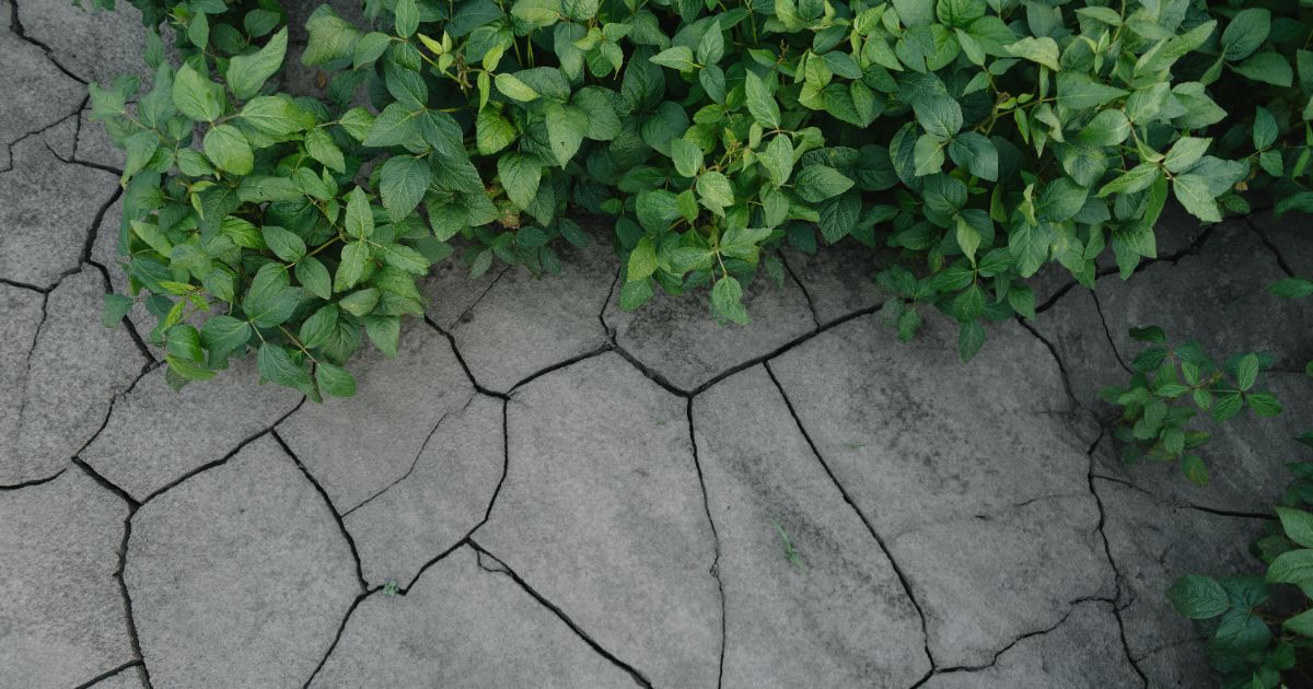 BranchServices's tweet photo. Have you checked your concrete, asphalt, and other hardscaped material?
Due to the fluctuation in weather and temperature during the winter it's likely they've cracked and allowed water to seep through which could lead to bigger issues if left unchecked.
#branchservices https://t.co/8sjJsHNCdY