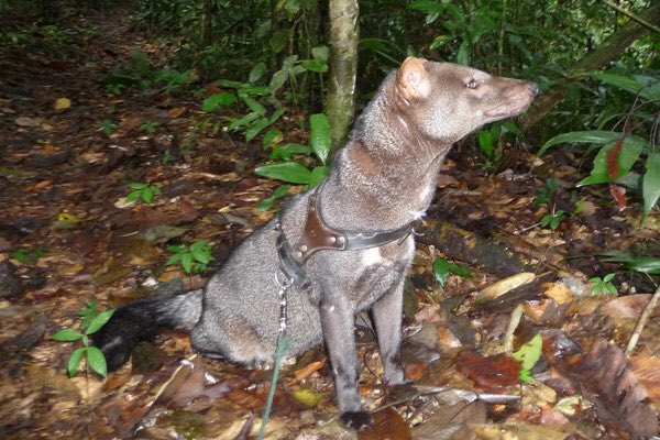 The short-eared dog is a rare & elusive canid from the Amazon rainforest.  

(Photos Renata Leite Pitman)