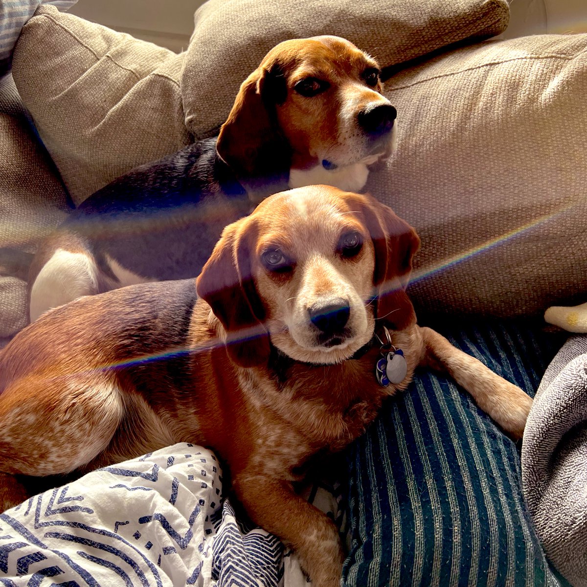 I’ve been told it’s #NationalBeagleDay, so here are the boys.