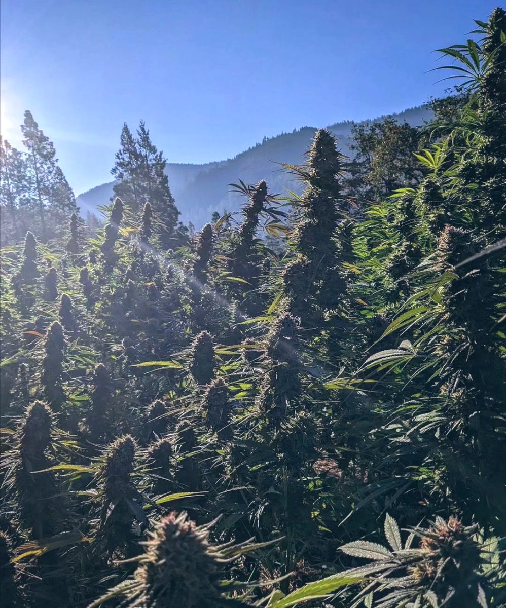 Fernand49034227's tweet photo. cannabis natural 🍁
#sinsemilla 
📸greensourcegardens https://t.co/mPaY4hNsvj