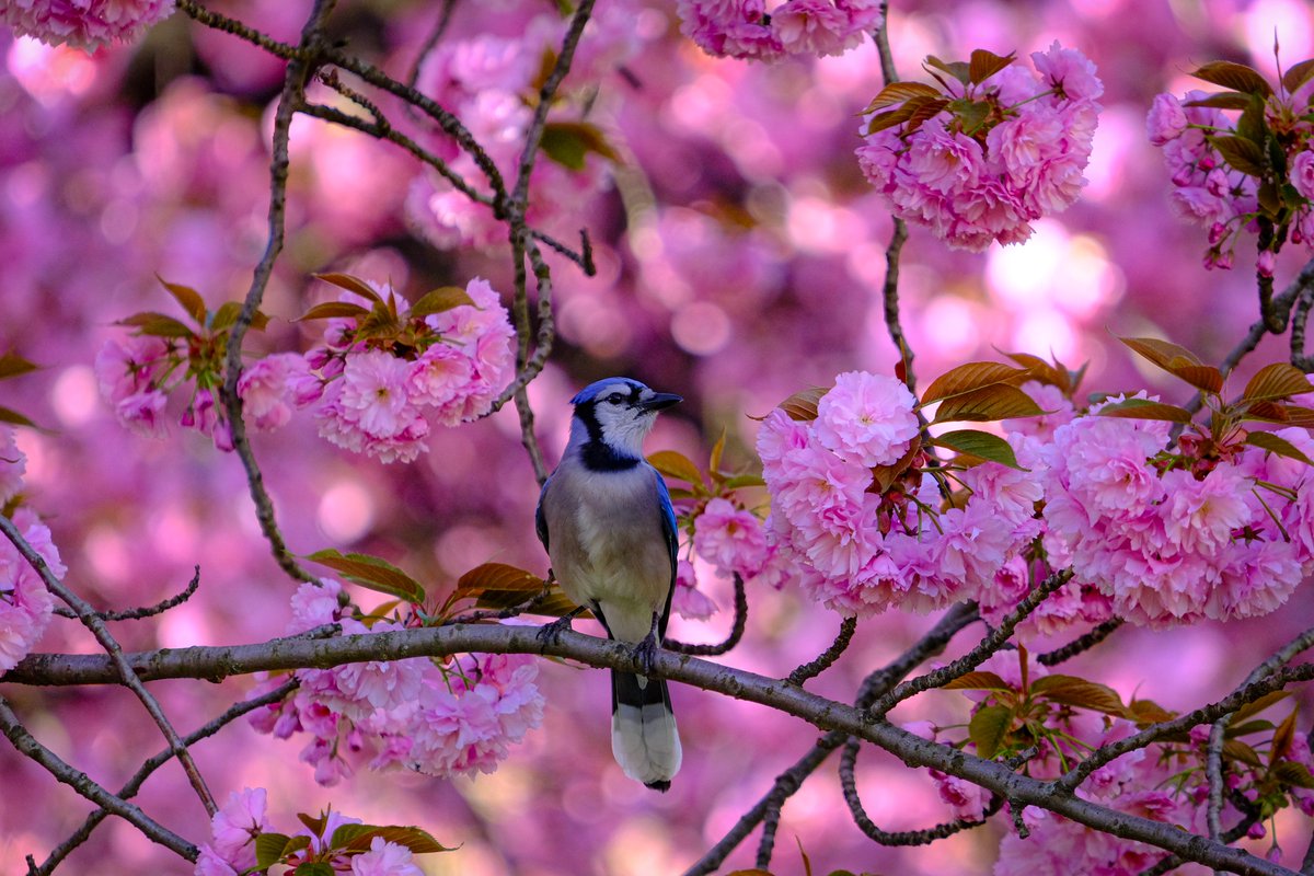 a blue-jay among the @CentralParkNYC blossoms this morning 

#birdcpp #birdphotography #CentralPark #birdsofinstagram #birds #NYC #springmigration #springinnewyork @BirdCentralPark