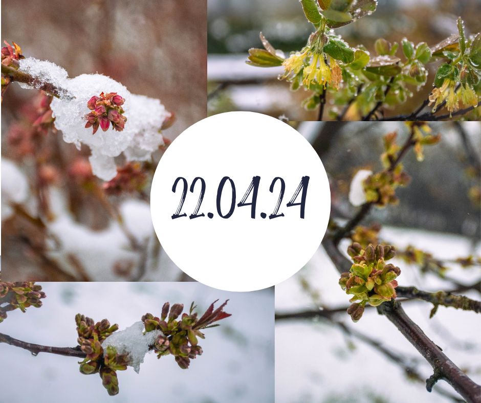 ❄️Šī nedēļa pie mums ir sākusies ar diezgan bagātīgu sniega apjomu, bet darbu ir daudz un tie turpinās bez apstājas.