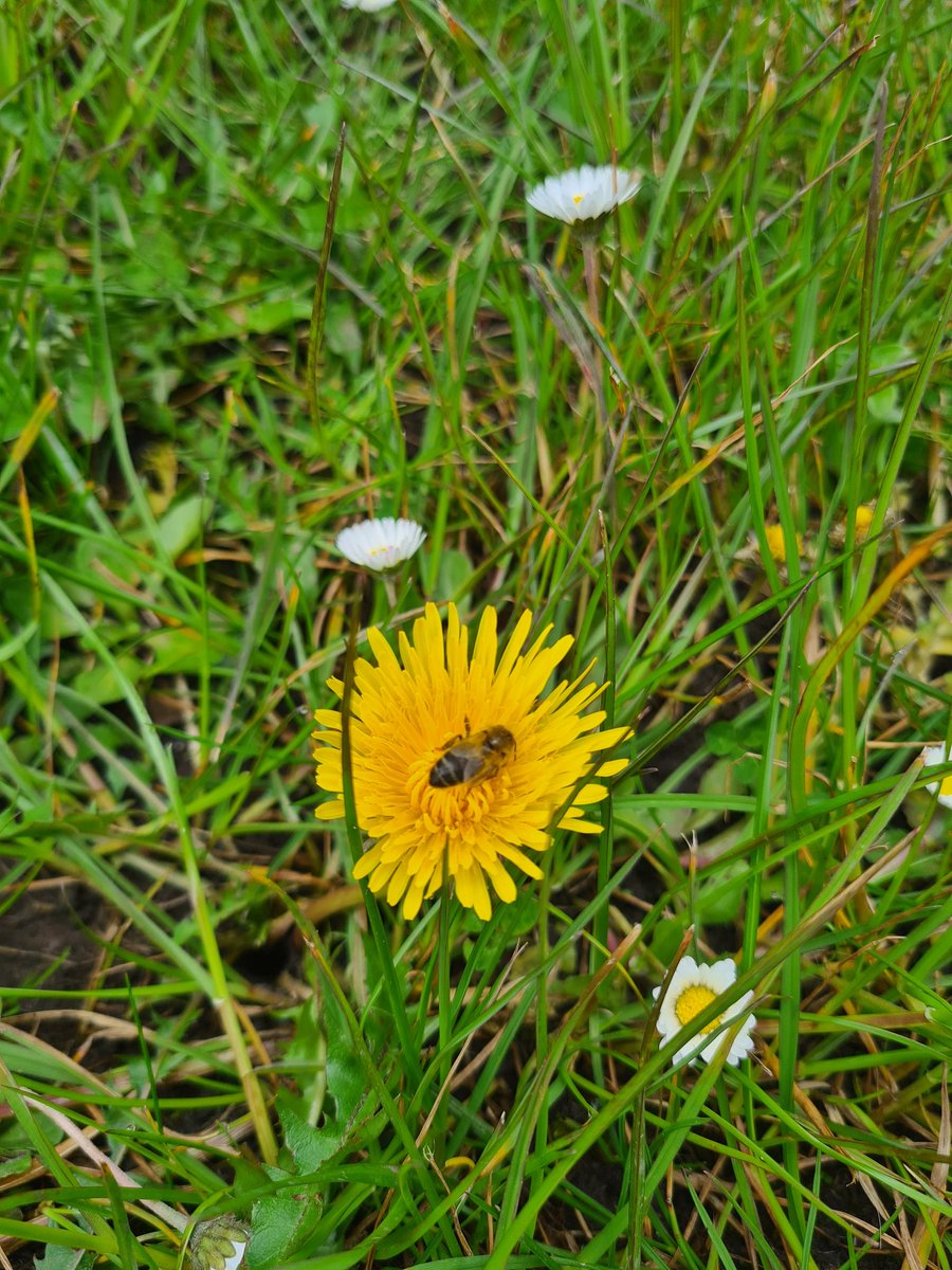 5E have started reading 'The Lost Words' today 📖 Inspired by the Dandelion poem, we decided to get outside and find some. We even spotted a bee pollinating the Danelions in our school garden! 🐝 🌼