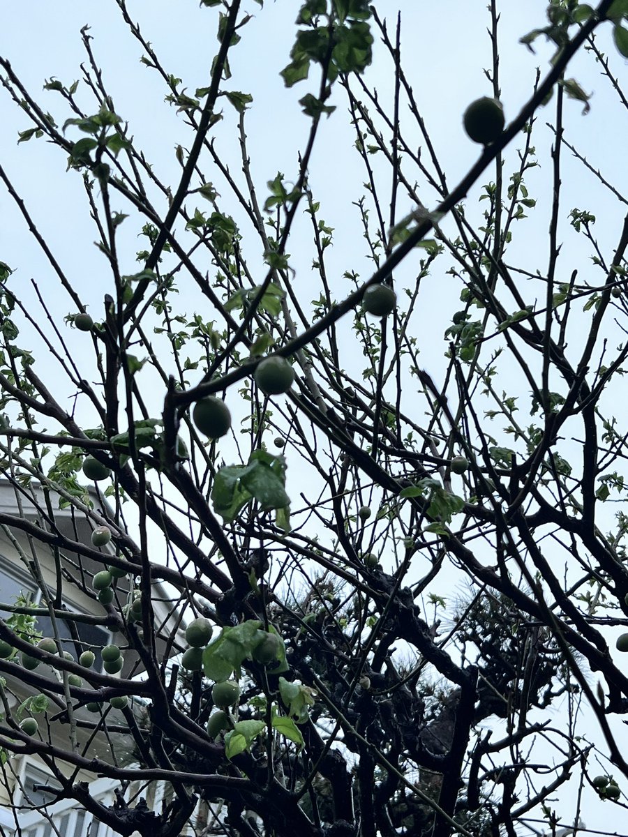 shorinmon's tweet photo. 鎌倉撮影スタジオ「松林門」
梅の実がなりました。
桜が終わり、深緑の季節です。
鎌倉撮影スタジオのお風呂場の天井の合掌造りです。
#梅の実
#鎌倉撮影スタジオ
#松林門
#近代建築
#合掌造り 
#110年築
#Gasshostylehouse 
#Ahousewithoutasinglekey 
#TraditionalJapanese https://t.co/19g74hWK4R
