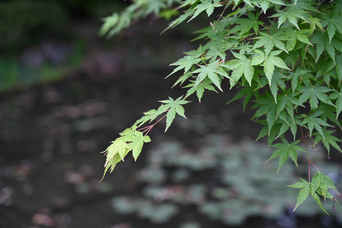 平安神宮さんの青紅葉
新緑の季節
おもたせに葉を入れても様になります
枝をポッキリ折って持って行ってはダメですよ
#ひなあい