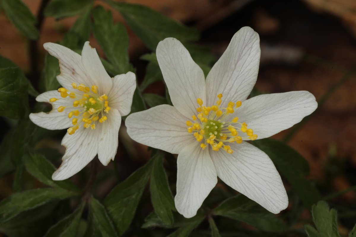 Wood anemones (Anemone nemorosa) in flower in Glen Affric a couple of days ago.
