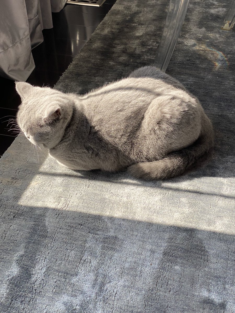 Purrfect Savoy sun loaf 🍞 .. #kittyloafmonday #CatsOfTwitter #CatsOnTwitter