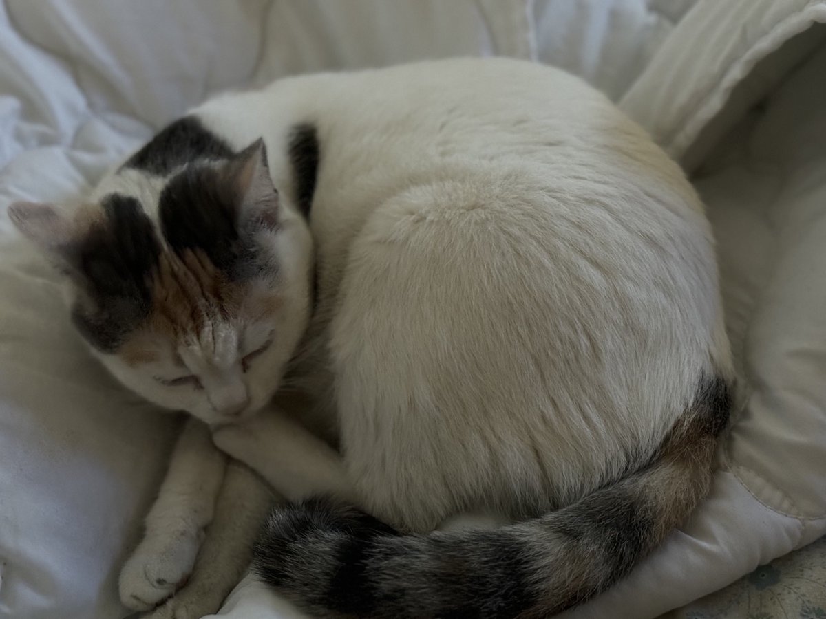 My sweet #CalicoCat #CalicoLove Surry! Sleeping, of course!… #CatsAreAwesome #CatsRule