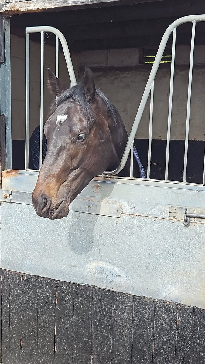 Also this absolutely lovely Mohaather colt out of Memoria at @dylancunha_uk yard. Limited time with him today but seemed to be a lovely person, so much time to spend with the horses makes me so happy 🐎😍🏆💚
