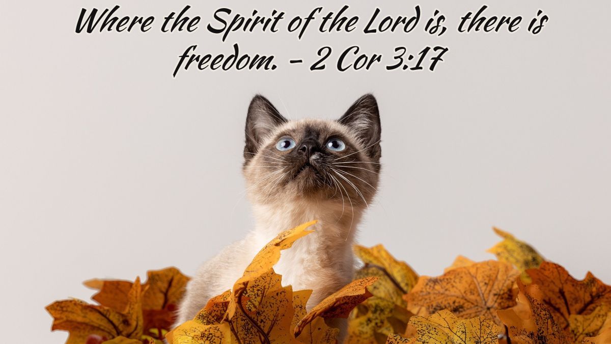 #cat #kitten #dailyinspiration #Catholic #Christian #memoryverse #Scriptures #Faith #Truth #quote #catmemes #catlovers #cutecat #catphoto #catvibes #viralphoto #trending