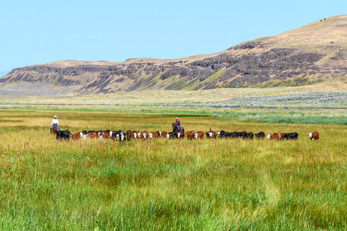 Celebrate #EarthDay with Tower Rock Ranch in Mansfield, WA! Despite setbacks from fires, they forge ahead with a commitment to protecting the environment and preserving habitats. biwfd.com/3Pwe18k #BeefFarmersAndRanchers