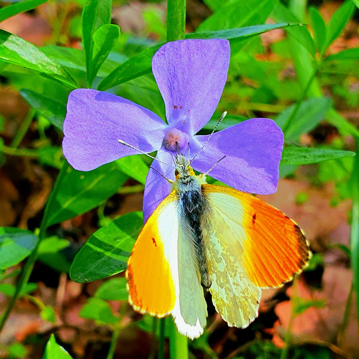 Una freccia scagliata
fa centro nell'elica
la mira mai sbagliata
o una fortuna unica

#CasaLettori @CasaLettori #scritturebrevi

#istantaneeDa Bollate, Milano #inLombardia

#ThePhotoHour #MacroHour