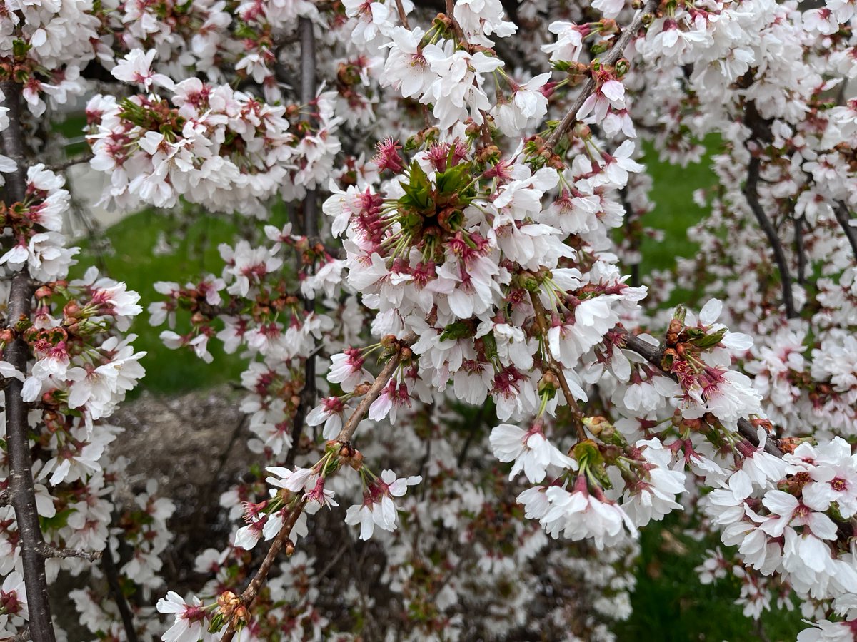 Happy Earth Day, Cornellians! 🌎🌸 Celebrate by exploring which flowers are blooming across campus with our interactive map! ➡️ cornel.ly/3xKtcEJ