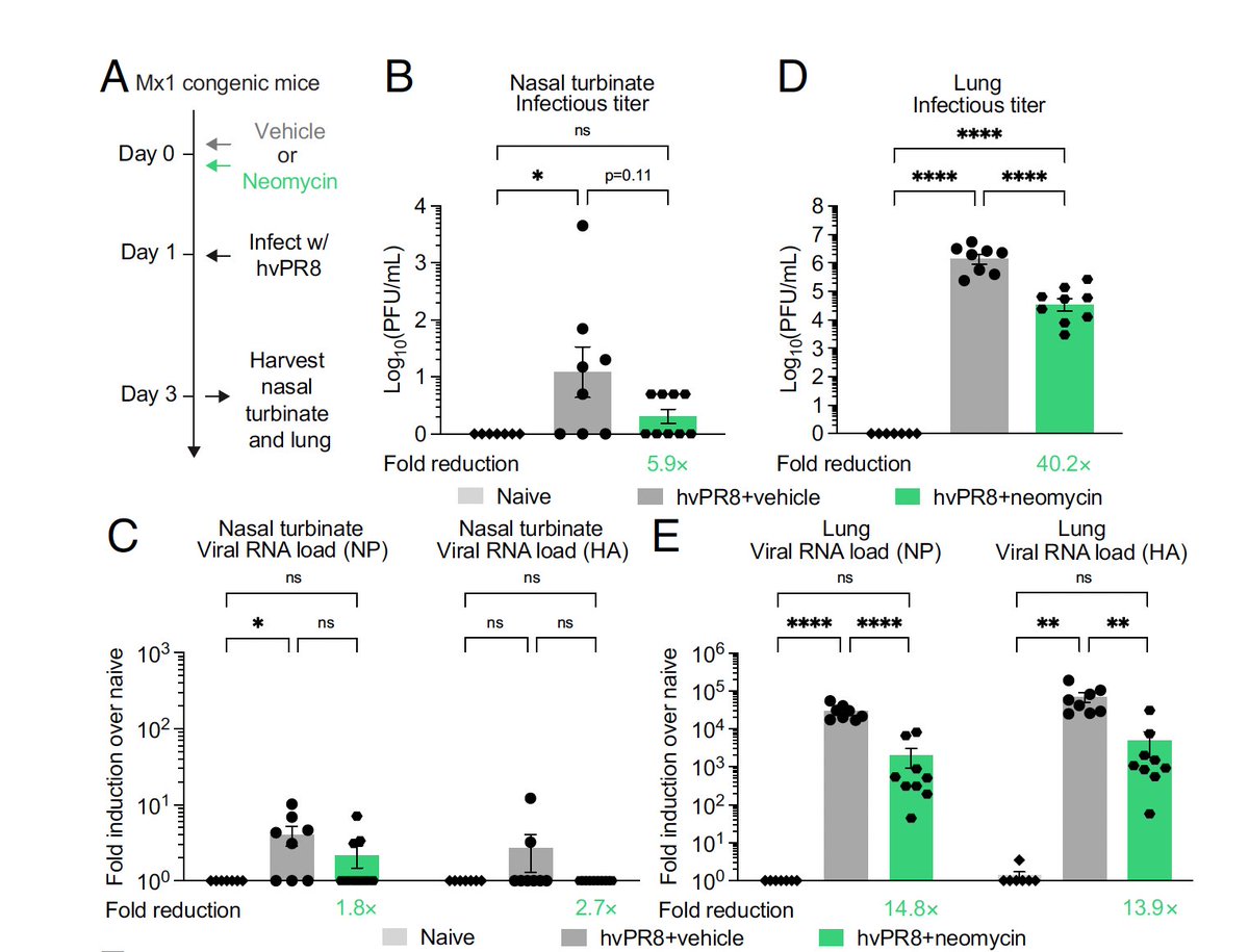 Also protecting vs influenza A in mouse model (Figure). Unanticipated results for an antibiotic vs upper respiratory virus infections, deserving further clinical trial assessment