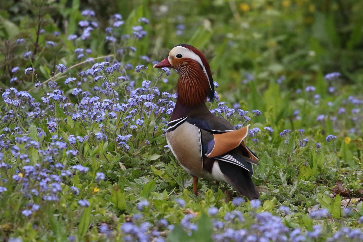 pm tour of the meres to look for terns but none seen at Ellesmere, Colemere, Wood Lane or Whitemere. Mainly hirundines. Resident Mandarin at Ellesmere. Noneley looks good for waders but just Lapwing seen plus GWE, Stonechat and 6 Wheatear. #ukwildlife #ukbirding #shropshireshield