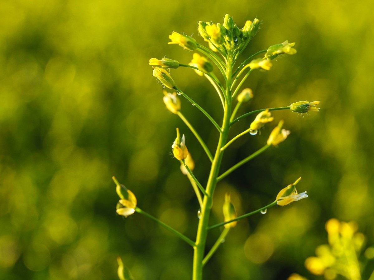 📰   Read our latest article, a comprehensive overview of #camelina! 

👉 Why is camelina a game-changer for biofuels?
👉 How does it benefit the soil and environment?
👉 What are the innovative uses beyond biofuel?

➡️ buff.ly/3Udfp0W 

#visionbioseeds #cleanfuels