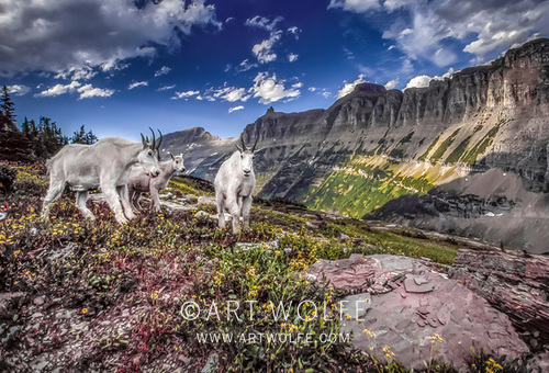 Happy Earth Day! Mountain goats and kid (Oreamnos americanus), Glacier National Park, Montana, USA
IUCN Red List Status: Stable Population / Least Concern
Film Capture, August 2000

#ExploreCreateInspire #EarthDay #Mondaymemories #potd #WildlifePhotography #conservation