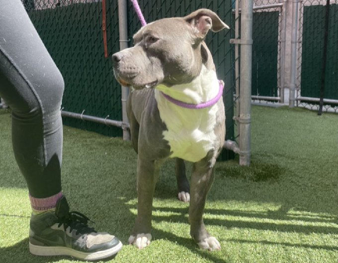 🐾2-y/o Gopher left tied to a bench outside ACC. Initially afraid after ACC used a control pole but he now realizes he was abandoned & is moving on making new friends, been on walks, playbows meeting dogs. Available to foster or adopt. Need offer by *4/23* nycacc.app/#/browse/197229