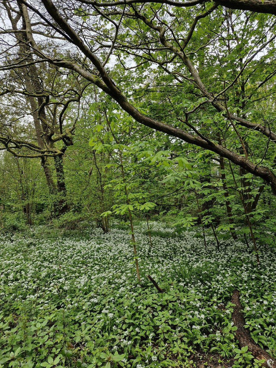 Happy Earth Day! #WorldEarthDay2024 
I'm so dedicated to the subject I was born on it...! Spent my birthday out at Roath, lots of signs of spring 🐦🌳
Here's to 22, another year of birding and wildlife-ing, to more adventures!