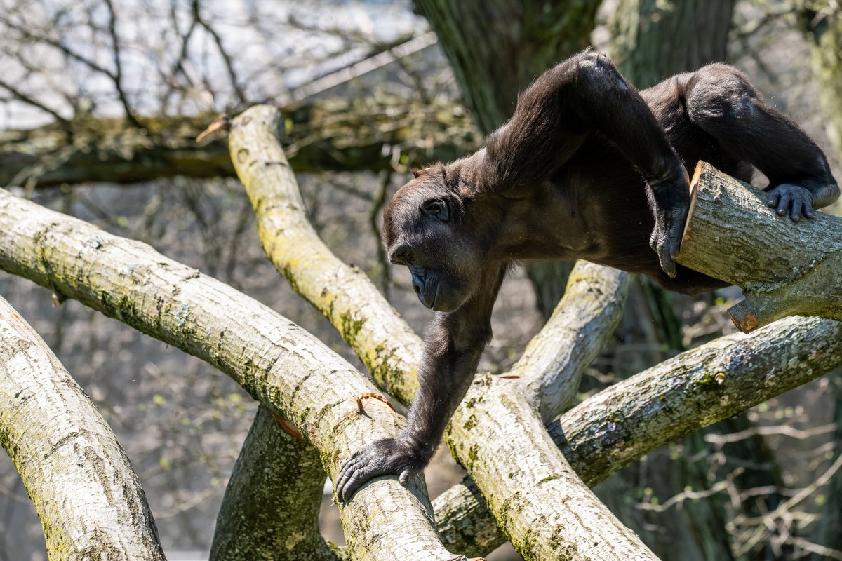 PghZoo tweet picture