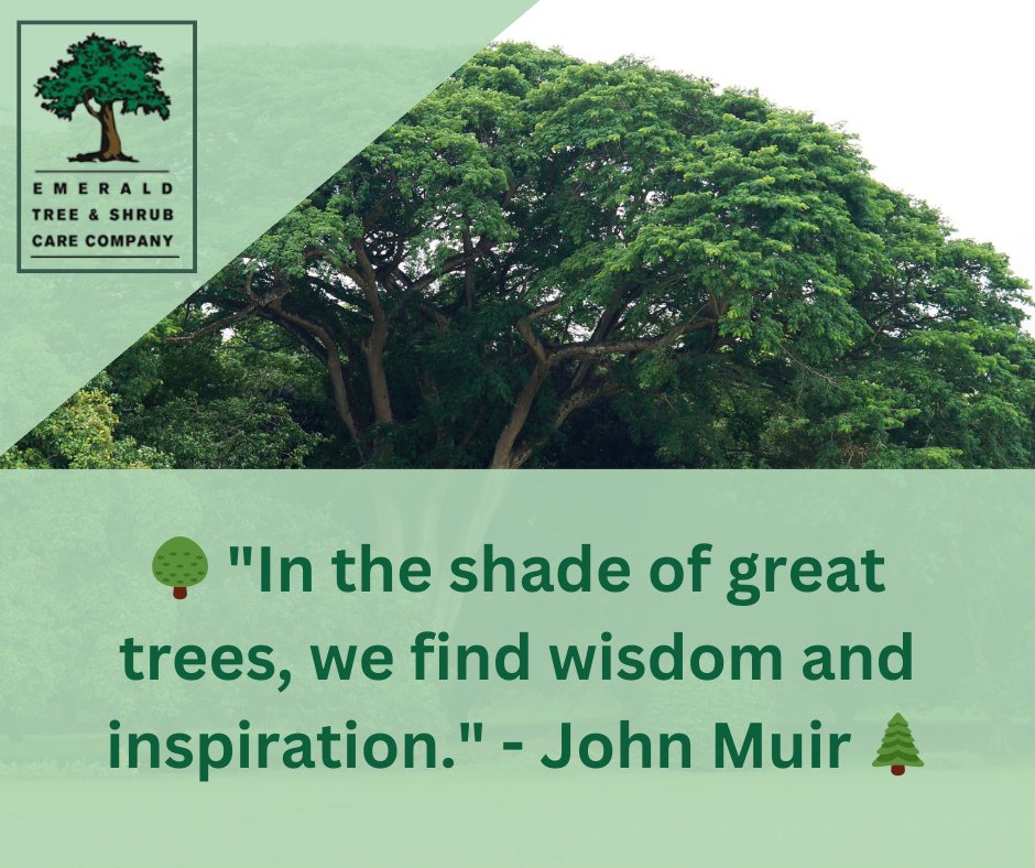 🌳 'In the shade of great trees, we find wisdom and inspiration.' - John Muir 🌲

Transform your outdoor spaces with Emerald Tree & Shrub Care! 🌿 Our expert team nurtures the beauty of nature. 🍃

#TreeCare #NatureLovers #JohnMuir #GreenThumb #TreeWisdom #EmeraldTreeCare