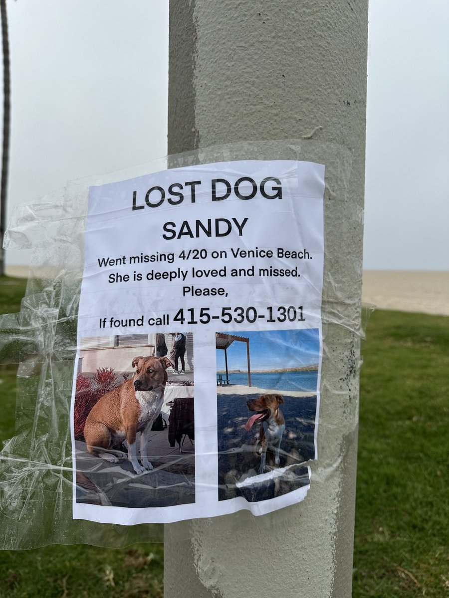 BOLO out for missing Venice dog Sandy. Please keep an eye and retweet if you can. ⁦@Venice311⁩