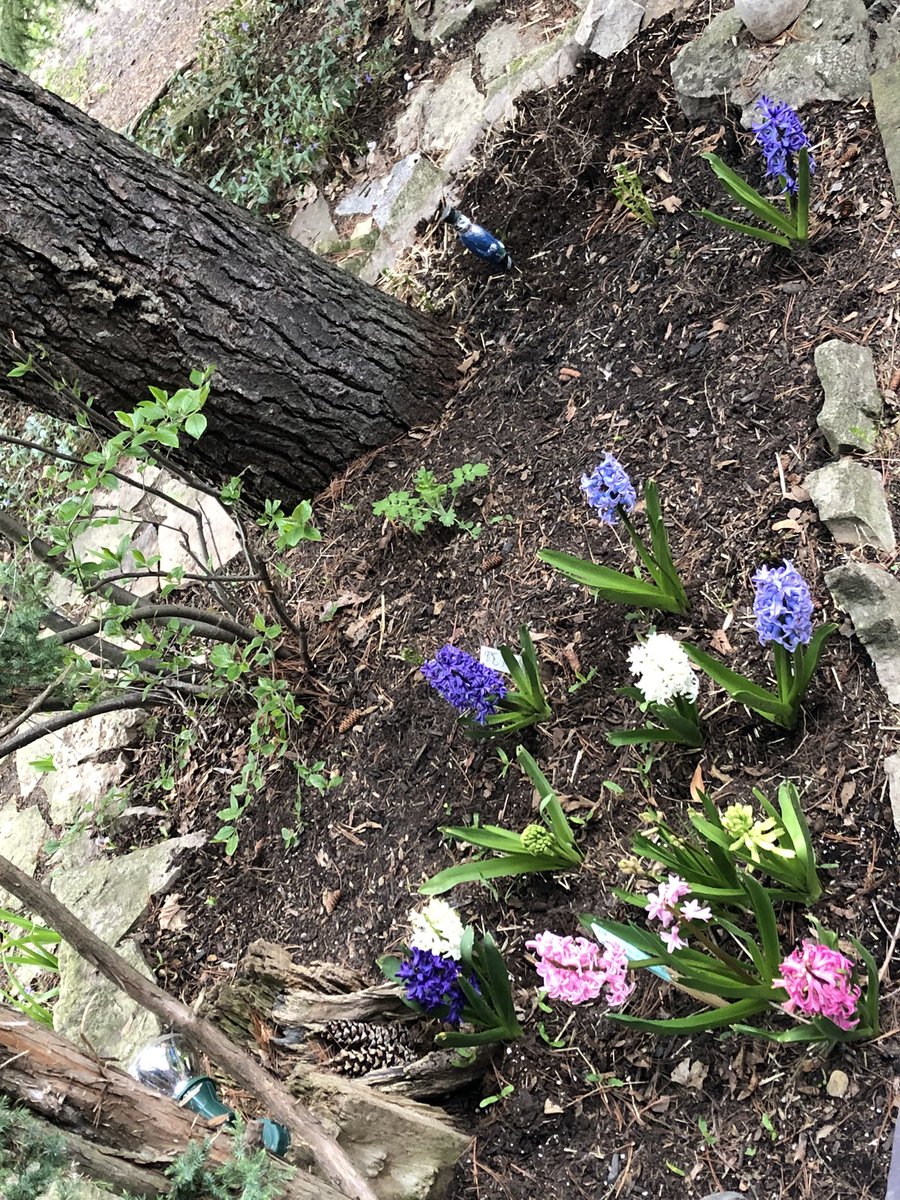 @GardensHour #gardenshour
My hyacinths are amazing