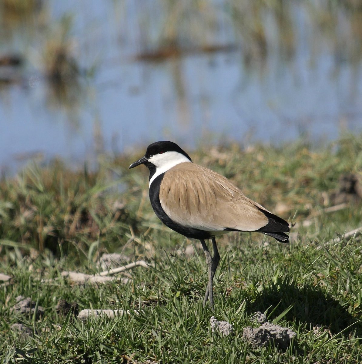 Some great photo opportunities in Cyprus with a great selection of birds