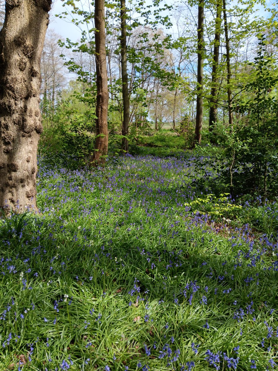 The Bluebells in full swing @NTRufford they seem early this year...strange as it's only felt like spring up here in Lancs for about 3 days!