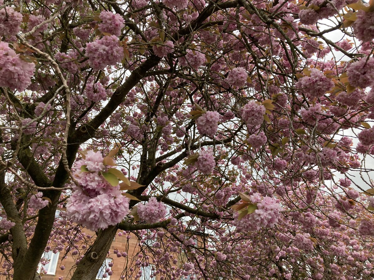 Not at home just now, so not my garden. My parents once had a lovely flowering cherry tree in their garden in Galloway. Today I was admiring some in a nearby town park. A few weeks of spring glory. #GardensHour