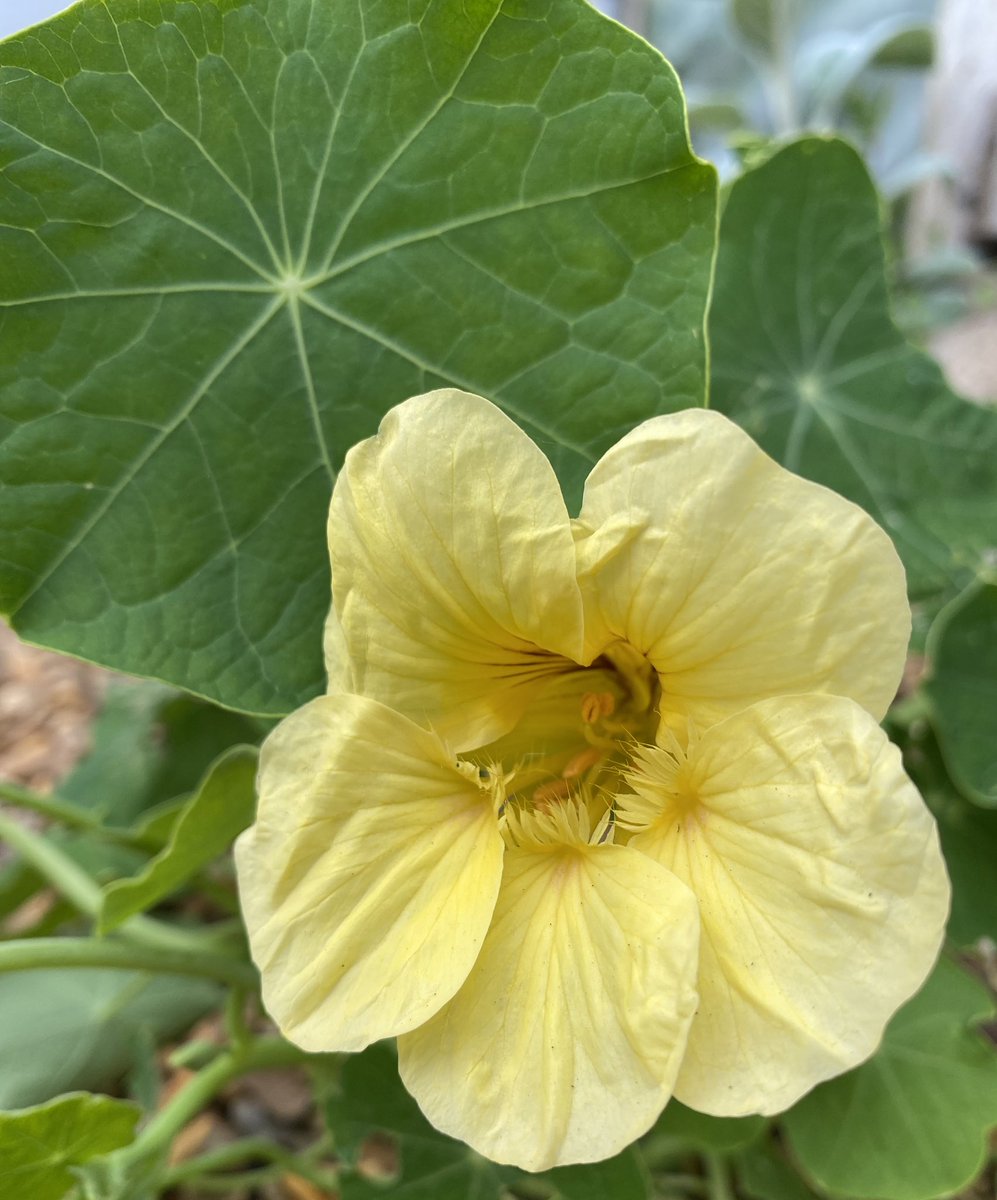 Our first nasturtium of the year and it’s yellow! #GardensHour The colour of @NGSOpenGardens ☀️😊