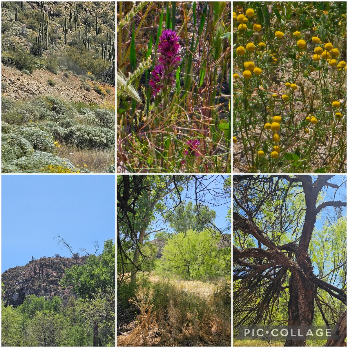 MonMcP65's tweet photo. Happy Earth Day, my beauties!!! Some shots from my drive home yesterday. Mama Earth is always stunning, but the desert comes alive with color in the spring. #loveher #HappyEarthDay #careforher #arizonaisgorgeous https://t.co/7tCBPL4Bdh