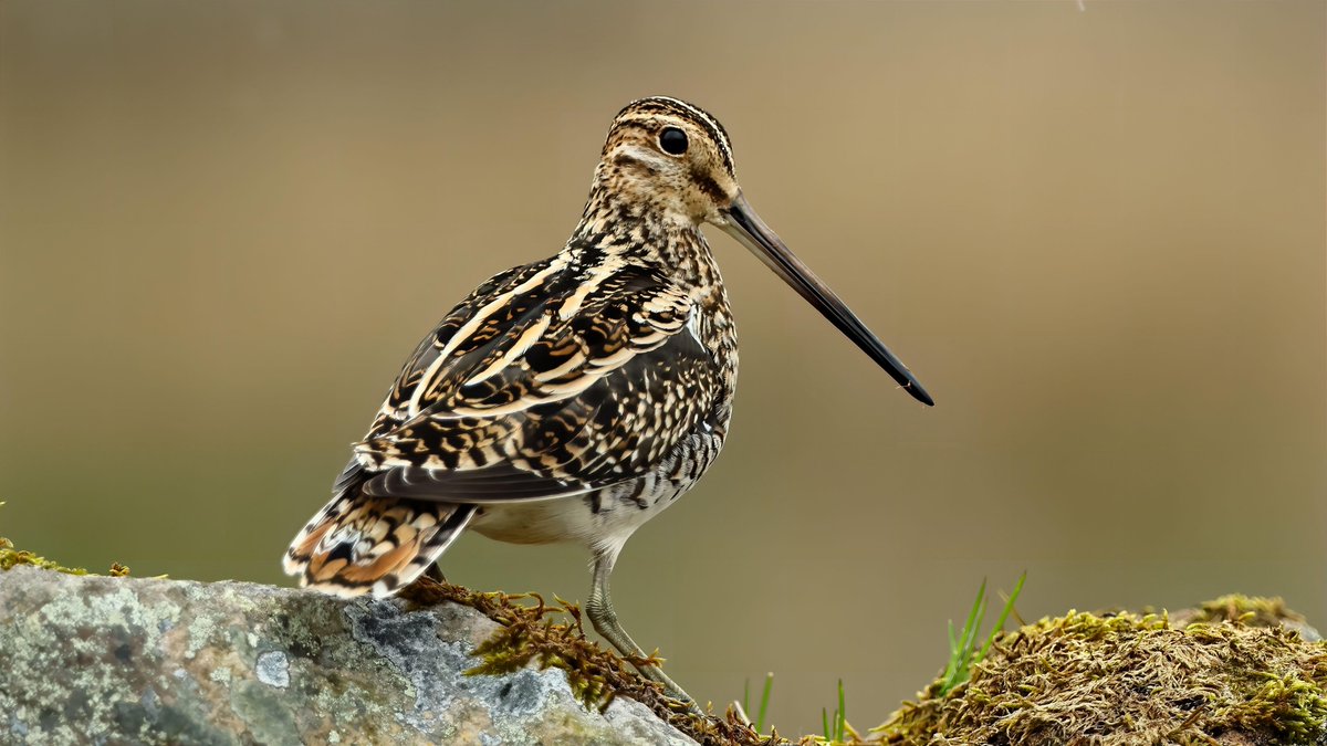 Common Snipe up on the Durham moor yesterday such stunning feather pattern @waderquest @NewNature_Mag @bbcwildlifemag