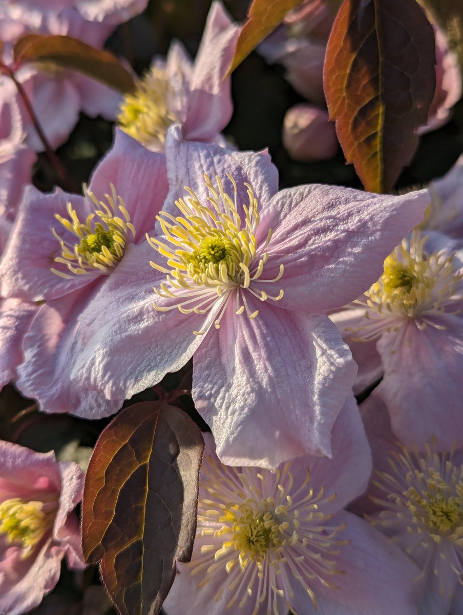 Fabulous Clematis 'Montana'
Smells incredible. 🌿🌸🌿🌸🌿 ✌️😌
#GardensHour #Flowers