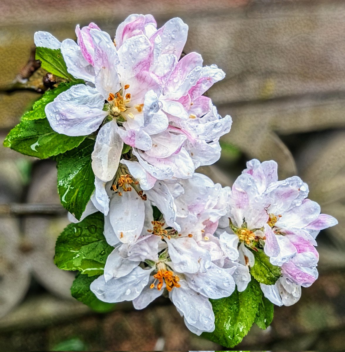 Apple blossom for #GardensHour 🌸 #GardeningX 🌿