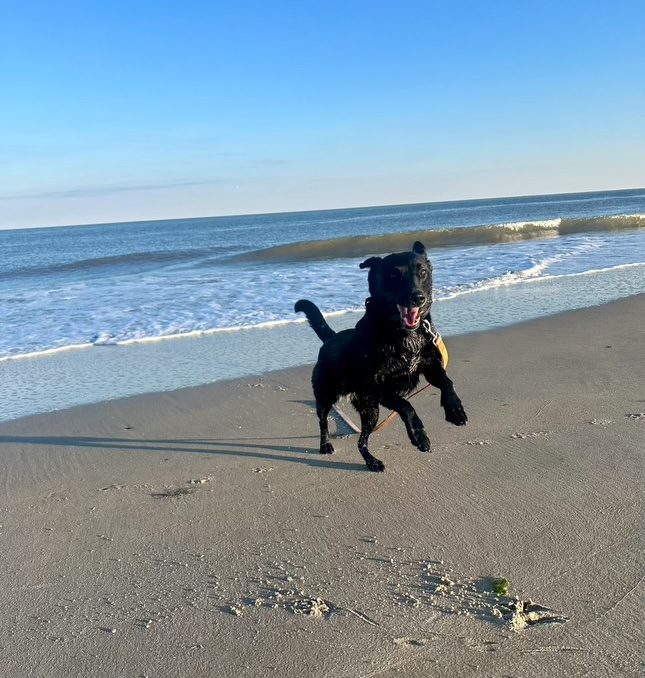 Ready for some fun in the sun w/ your furry friend? Here are some warm weather activities for dogs:  Beach Day, Hiking Adventure, Outdoor Playtime, Frozen Treats, and water play

#DogActivities #SummerFun #dog #adoptdontshop #happypup #dogsofx #dogsoftwitter #instadog #Playtime