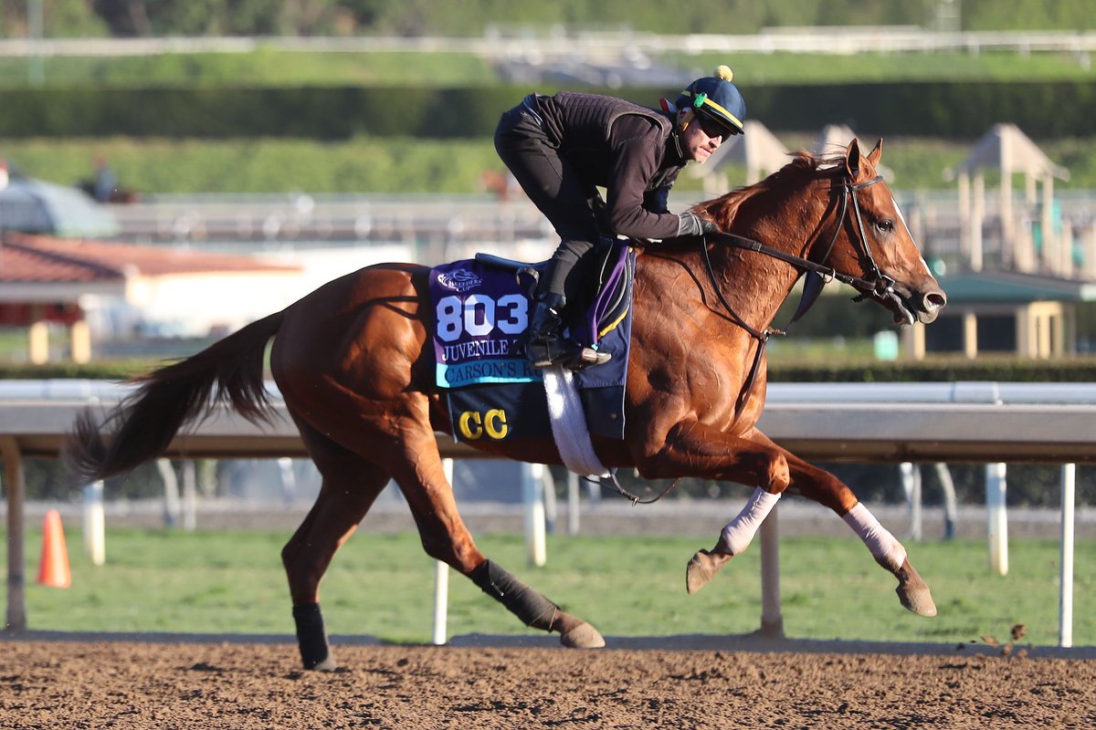 GSW CARSON'S RUN returns to the res in Saturday's Woodhaven Stakes at Aqueduct Racetrack. A run in the Belmont Derby Invitational could be also be a longterm target according to his connections. 📷 @simmy_hanley