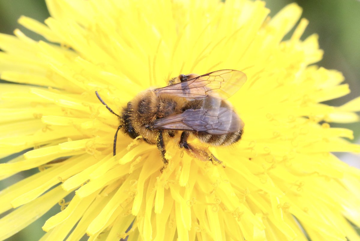 Female Andrena nigroaenea enjoying a dandelion @RSPBMiddleton 21/04/24 @SolitaryBeeWeek #solitarybee #bee #Andrena