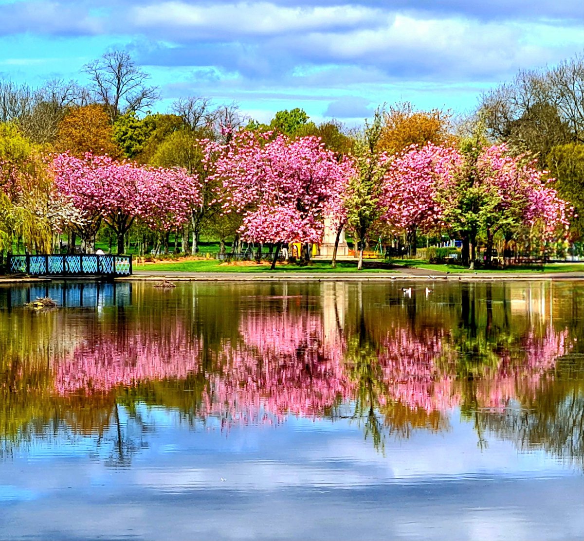 Some more rather stunning Glasgow cherry blossoms, this time by the pond in Victoria Park. #glasgow #victoriapark #cherryblossom #glasgowtoday #reflections