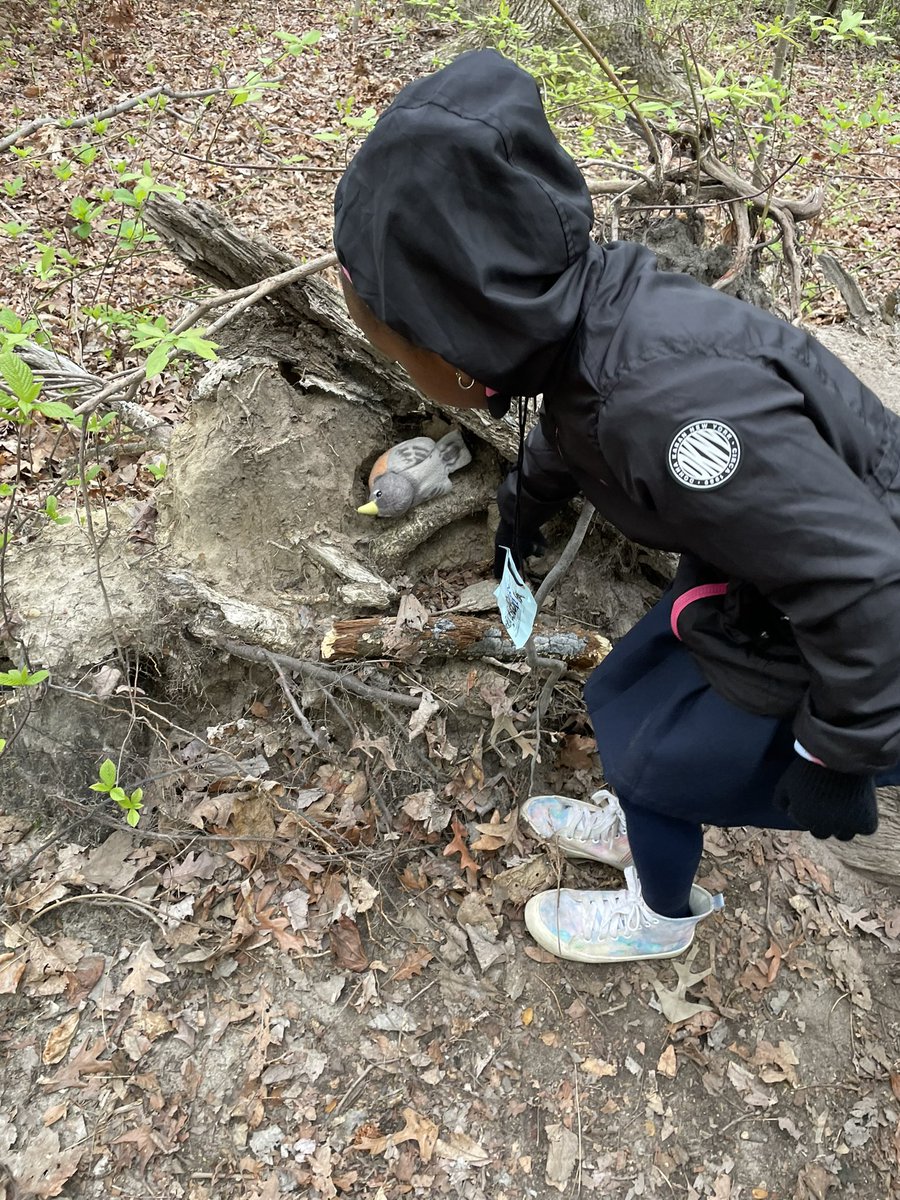 AEchoEnvEdAACPS's tweet photo. K Students from Monarch Global Academy find homes for their birds while learning about the relationship between birds and trees. 🌳🐦
#aacpsfamily #belonggrowsucceed #TreesAreTerrific #EnvironmentalLiteracy #OutdoorEducation #aacpsaweome #MonarchGlobal #kindergarten #habitat https://t.co/KCAyS0lsIa