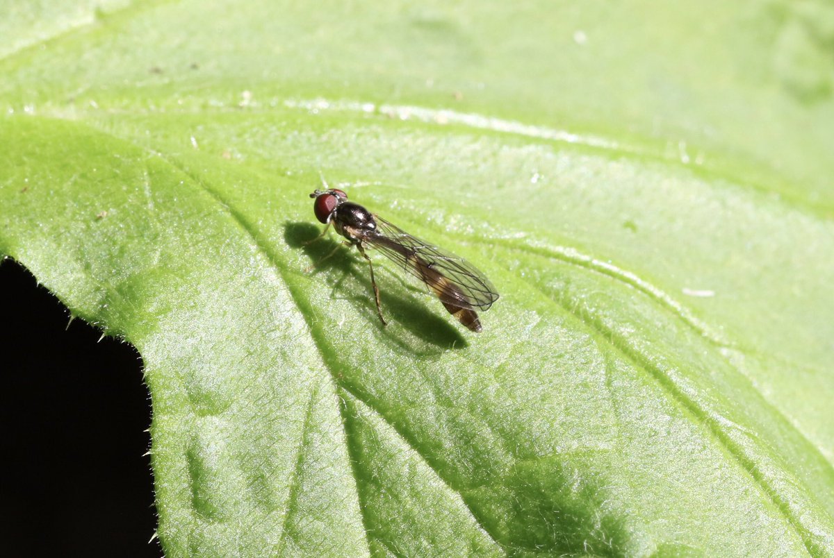 Female Baccha elongata hoverfly from my Staffs garden 20/04/24 @DipteristsForum @StaffsWildlife @StaffsEcology #hoverfly #fly #Diptera #Syrphidae
