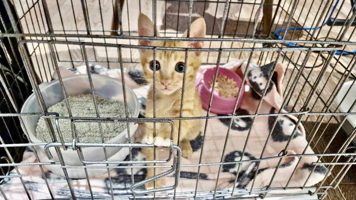 kanamon55's tweet photo. 物事を深く考えない私…うちも里親募集の猫が沢山いるのに、またラオスから猫5匹引き受けてしまった😅
以前にツイートしたグレーの子は日本人のご家庭からずっとの家族にと声がかかりラオスから到着後お届けしてきました😊
一足先に幸せ掴んだよ。
あとの4匹は5月のPETEXPOでの譲渡会に参加予定ですよ https://t.co/HD0wFj4xsC