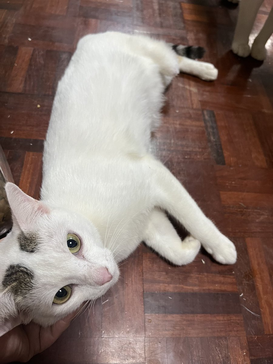 kanamon55's tweet photo. 物事を深く考えない私…うちも里親募集の猫が沢山いるのに、またラオスから猫5匹引き受けてしまった😅
以前にツイートしたグレーの子は日本人のご家庭からずっとの家族にと声がかかりラオスから到着後お届けしてきました😊
一足先に幸せ掴んだよ。
あとの4匹は5月のPETEXPOでの譲渡会に参加予定ですよ https://t.co/HD0wFj4xsC