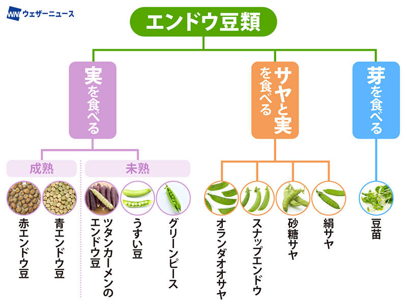 【エンドウ豆類の系図】 エンドウ豆類のおいしい季節になりました。爽やかな緑色で、クセがなく甘味も感じられる、人気が高い春の食材です。 絹サヤ(サヤエンドウ)、スナップエンドウ、グリーンピースなどありますが、違いはわかりますか？ weathernews.jp/s/topics/20240…