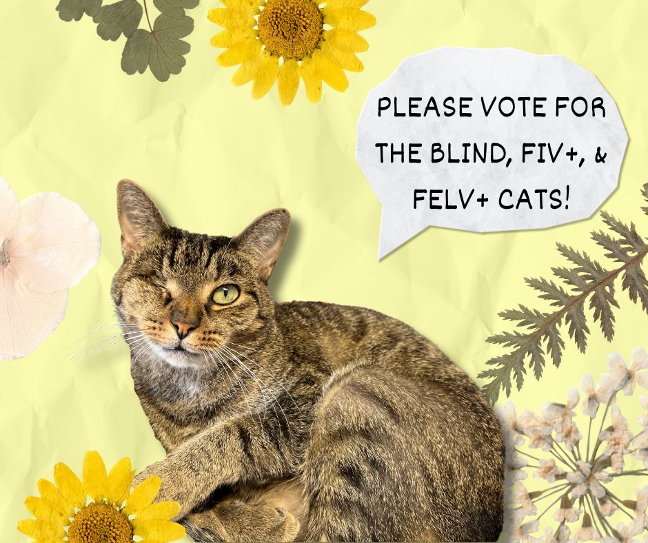 Please consider voting for the blind, fiv, and felv+ cats! You may vote daily to help the kitties! 🌷 The contest is linked here: bit.ly/3Zj6DzE ** If you would like a daily email reminder, please email at blindcat@blindcatrescue.com ** Thank you for helping the cats!!