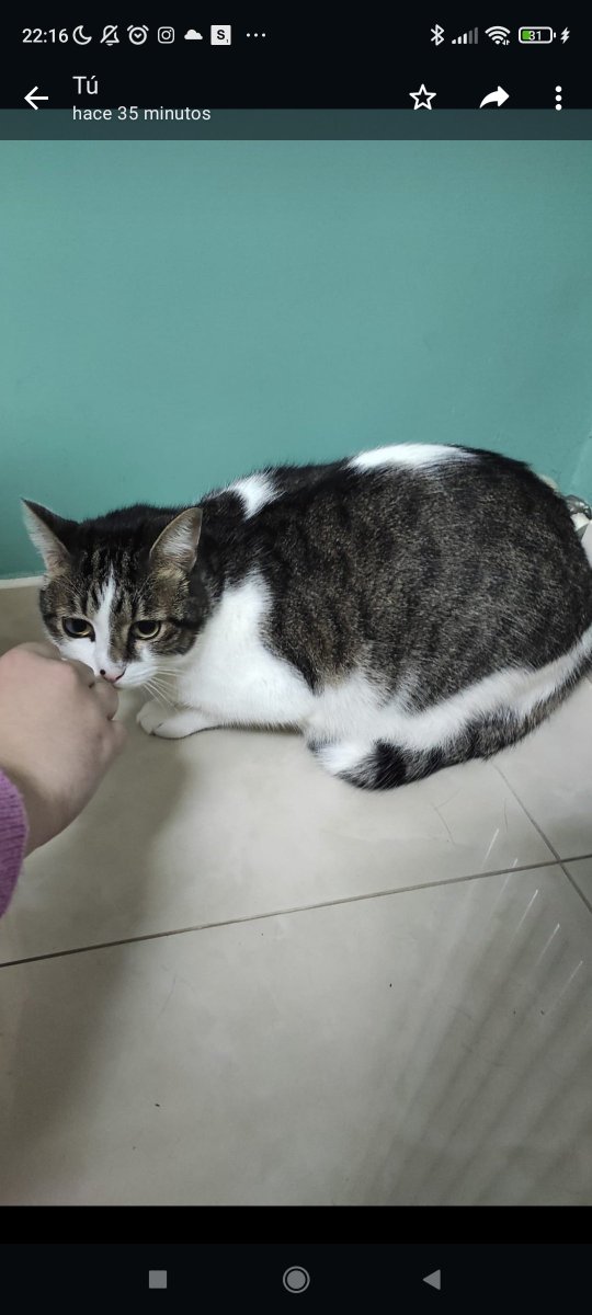 Squirrelpai's tweet photo. Gente de Vilagarcía y Vilanova porfi pido difusión, si alguien lo tiene o lo ha visto por la zona que me avise. Lleva desde el viernes sin volver a su casa 😢 https://t.co/dfjlGkvqxv