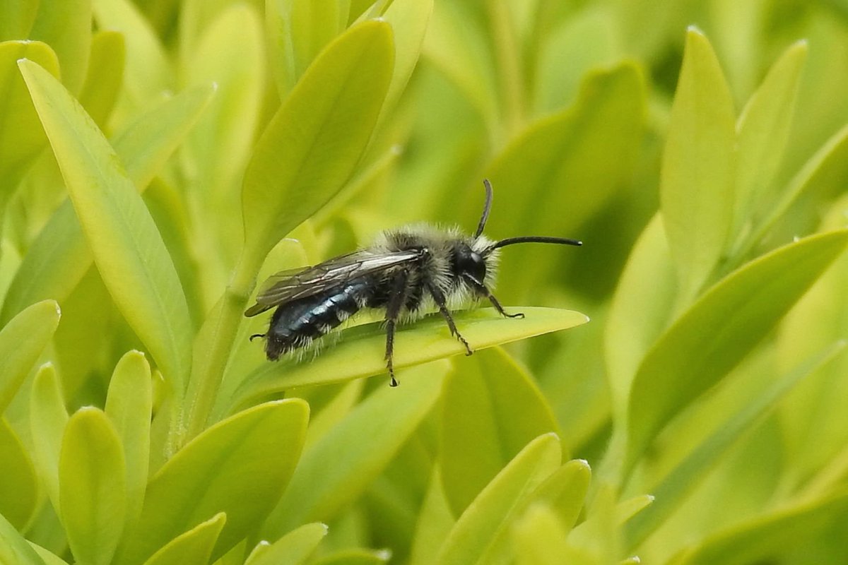 Swarms of these lovely Ashy Mining Bees on the Box hedges @NTRufford yesterday...Great little things @Buzz_dont_tweet