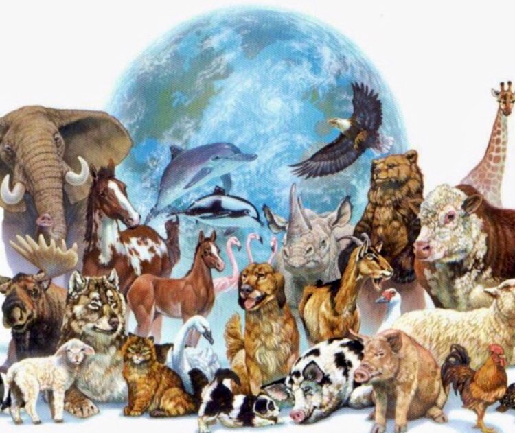 S_Catsgotmyback's tweet photo. #EarthDay2024 #EarthDayEveryDay
Veganism can transform our world into a kinder, more compassionate place for all Earthlings ππ
#Vegan #NotADiet #JusticeForAll https://t.co/ugGvrIxs3Q