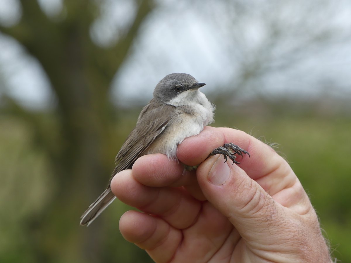 Deepdale Farm monitoring - spring migrants slowly drift in against the constant cold Northerly winds - 17 birds, summer migrants were 2 Blackcap, 2 Whitethroat, Lesser Whitethroat and 6 Chiffchaffs, of which two birds were here in 2022. @_BTO @DeepdaleFarm @northnorfolk_cg