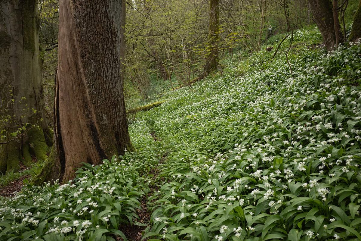 @AP_Magazine Wild garlic in Ayrshire yesterday.